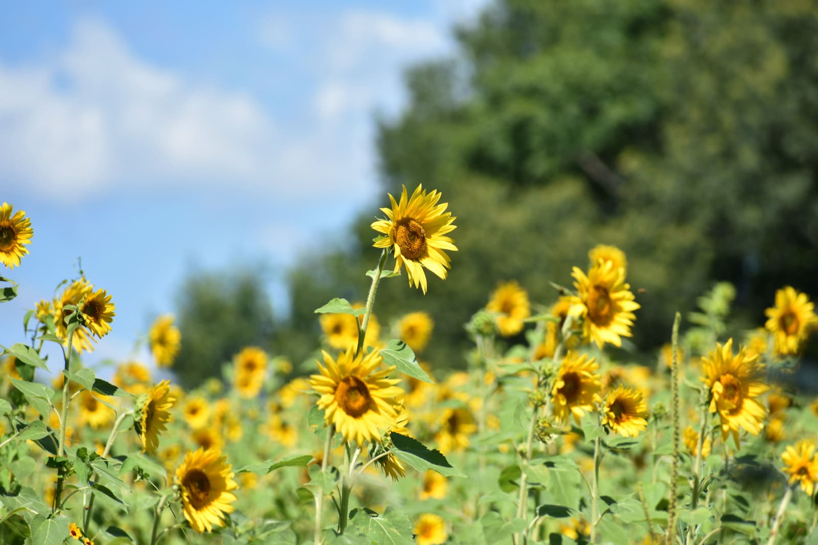 Sunflower field at origin under open sky